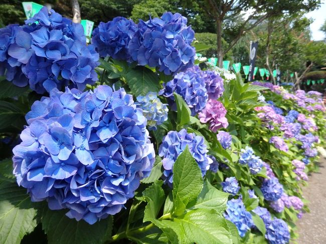 今年も「文京あじさいまつり」が開催されていると知り、期間中の６月半ばに白山神社を訪れました。3000株のあじさいが見頃だった「あじさいまつり」を楽しんだ後は、気になっていた迎賓館赤坂離宮の見学へ。<br /><br />予定を立てる時に、白山神社も迎賓館も南北線で行けるなぁと思い、あえて南北線で移動しながら、行きたかった神社などをあれこれ訪れてきました。<br /><br />よろしければご覧ください～。<br /><br />【行程】<br />本駒込（白山神社）―　四谷（迎賓館赤坂離宮、須賀神社）―　溜池山王（日枝神社）―　六本木一丁目（赤坂氷川神社）<br />