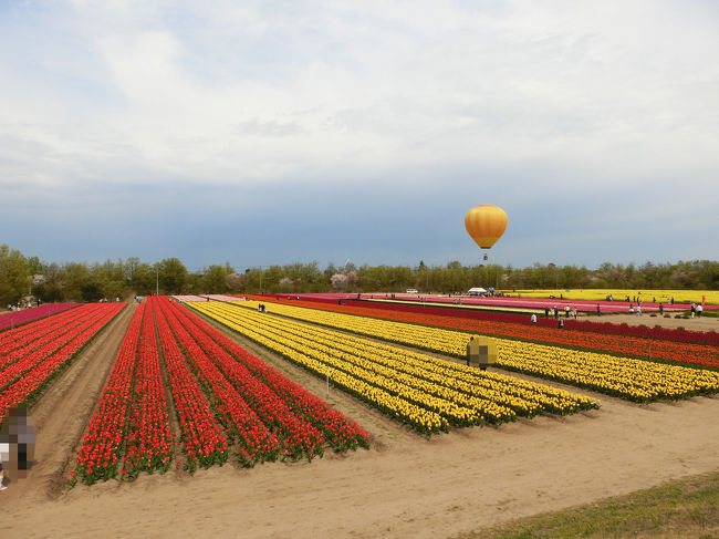 どの都道府県にも県の花が指定されていると思いますが、新潟県の花はチューリップです。<br />胎内市のチューリップフェスティバルでは、チューリップ畑と菜の花畑があります。チューリップは80万本、菜の花畑は迷路になっているため、とても見応えがあり、大人も子どもも楽しめます。<br />お花以外にもたくさんのイベントが行われており、屋台も出ていれば、気球のフライト、ヘリコプター遊覧飛行などがあります。<br />たくさんの種類のチューリップ鑑賞を楽しんできました。<br /><br />アクセス:自動車<br />新潟市内中央部からバイパス経由で胎内市へ(片道1時間)<br /><br />開催期間:2017年4月22日(土)~5月5日(金)<br />場所:長池憩いの森公園(新潟県胎内市築地2860)<br />駐車場:無料(約400台収容(臨時駐車場含む))<br />入場料:中学生以上200円/人(募金のような感じで強制ではありません)<br />