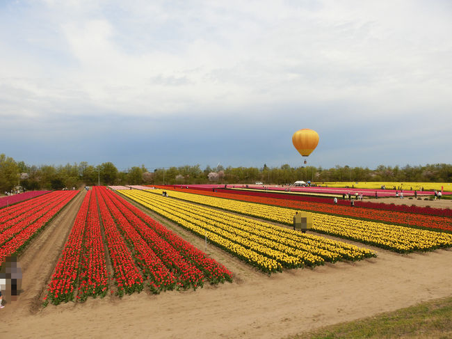 どの都道府県にも県の花が指定されていると思いますが、新潟県の花はチューリップです。<br />胎内市のチューリップフェスティバルでは、チューリップ畑と菜の花畑があります。チューリップは80万本、菜の花畑は迷路になっているため、とても見応えがあり、大人も子どもも楽しめます。<br />お花以外にもたくさんのイベントが行われており、屋台も出ていれば、気球のフライト、ヘリコプター遊覧飛行などがあります。<br />たくさんの種類のチューリップ鑑賞を楽しんできました。<br /><br />アクセス：自動車<br />新潟市内中央部からバイパス経由で胎内市へ（片道1時間）<br /><br />開催期間：2017年4月22日（土）～5月5日（金）<br />場所：長池憩いの森公園（新潟県胎内市築地2860）<br />駐車場：無料（約400台収容（臨時駐車場含む））<br />入場料：中学生以上200円/人（募金のような感じで強制ではありません）<br />