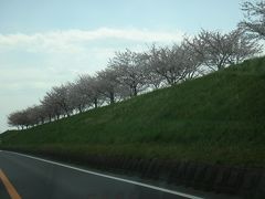 茨城県利根川沿いに咲く　桜