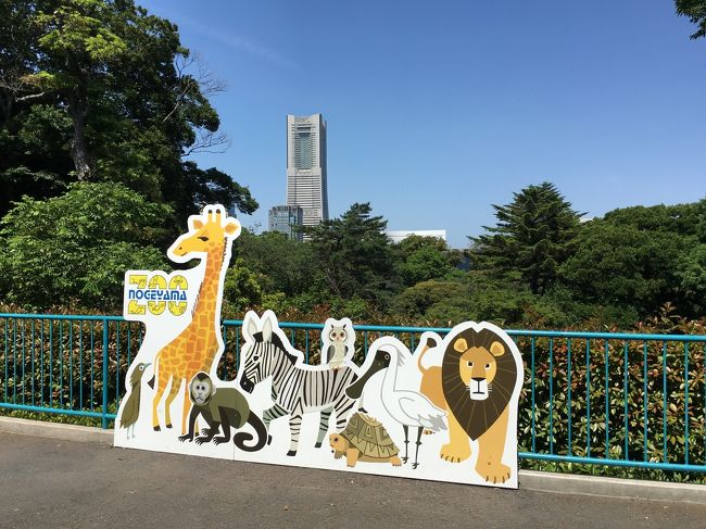 6月最初の週末、今まで行ってなかった所に行く～前編～　アラフィフ親父でもタダで楽しめる野毛山動物園