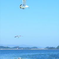 「 松島 」 ・「 飯坂温泉 」 ＆「 競走馬リハビリテーションセンター 」・ 「 スパリゾートハワイアンズ 」 の旅 < 宮城県宮城郡・福島県福島市・いわき市 >