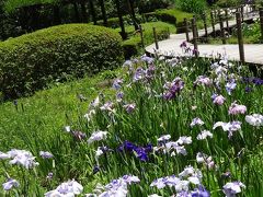 せせらぎ公園で花しょうぶ、紫陽花、ハスの花を愛でる