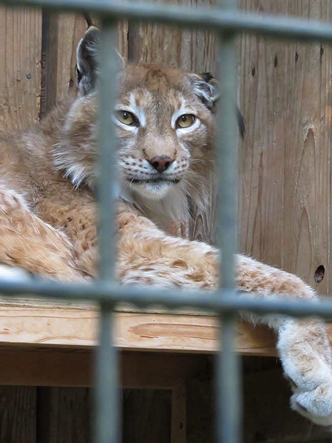 ポテト+チップに会ってきたよ【羽村市動物公園】