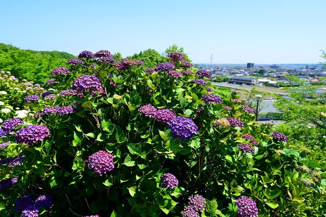 宇佐市四日市地区の市民憩いの響山公園で、約３，０００本のあじさいが咲き誇っています。