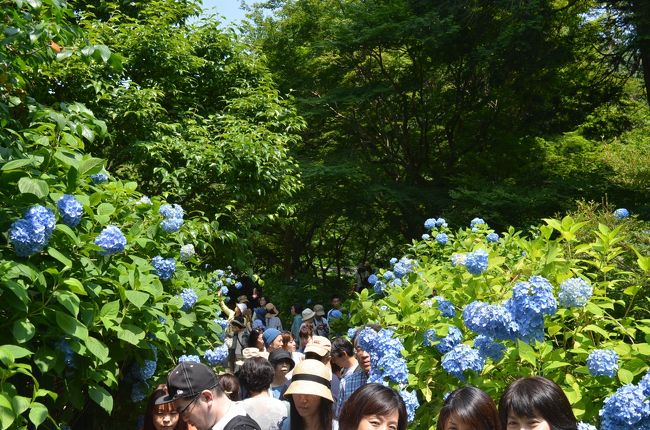 古都鎌倉の花めぐりは、今は見頃を迎えたアジサイ。<br />アジサイ寺を中心に北鎌倉から長谷まで歩いてみた。 <br />先ずは、北鎌倉のアジサイ寺を訪ねて、葛原岡・大仏ハイキングコースで大仏まで出る。 そこから長谷寺を中心に周辺のアジサイを訪ねた。 <br />各地のアジサイは期待通りの色彩を放っていた。<br /><br />北鎌倉エリア (前編）<br />（１）明月院　明月院ブルーのアジサイを堪能。凄い人出だった。 <br />（２）東慶寺　大好きな寺。アジサイ、花菖蒲など。イワタバコの花も見られて。 <br />（３）浄智寺　参道を見ただけ。ハイキングコースの出発地。 <br /><br />http://4travel.jp/travelogue/11254290<br /><br />葛原岡・大仏ハイキングコース （中編）<br />（４）葛原岡神社　期待していなかったアジサイも見られた。 <br />（５）銭洗弁財天　しっかり銭を洗ってきた。 <br />（６）佐助稲荷神社　花はあまり。赤い鳥居は京都の伏見稲荷大社を思い出した。 <br /><br />http://4travel.jp/travelogue/11254796<br /><br />長谷エリア (後編）<br />（７）大仏　取りあえず会ってきた。 <br />（８）光則寺　やや期待外れ <br />（９）御霊神社　江ノ電とアジサイの写真が撮れた。 <br />（10）長谷寺　今回の本命。1時間待ちで山の斜面のアジサイを堪能した。 <br /><br />http://4travel.jp/travelogue/11255852<br /><br />鎌倉の花だより旅行記は以下です。<br />●古都鎌倉　梅めぐり　（前半：東慶寺、浄智寺、海蔵寺、英勝寺、浄光明寺）<br />　http://4travel.jp/travelogue/11217592<br />●古都鎌倉　梅めぐり　（後半：鶴岡八幡宮、宝戒寺、鎌倉宮、瑞泉寺、荏柄天神社、杉本寺、報国寺）<br />　http://4travel.jp/travelogue/11218365<br />●紅葉巡り　古都鎌倉　（前半：円覚寺、東慶寺、浄智寺）<br />　http://4travel.jp/travelogue/11195573<br />●紅葉巡り　古都鎌倉　（後半：源氏山ー化粧坂切通しー海蔵寺ー鶴岡八幡宮ー建長寺）<br />　http://4travel.jp/travelogue/11195813<br />●鎌倉紅葉ハイキング　２０１３　金沢文庫から、能見堂緑地（六国峠ハイキングコース）、大丸山、天園、紅葉谷、祇園山、鎌倉<br />　http://4travel.jp/travelogue/10838403<br />●鎌倉紅葉ハイキング　２０１２　大船から鎌倉湖、百八やぐら、大平山、天園、紅葉谷<br />　http://4travel.jp/travelogue/10730403<br />●神奈川探訪（２３）　鎌倉　紅葉ハイキング、紅葉谷、瑞泉寺<br />　http://4travel.jp/travelogue/10627067<br />●神奈川探訪（２０）　鎌倉　アジサイ便り　東慶寺、明月院、長谷寺、成就院　2011<br />　http://4travel.jp/travelogue/10577853<br />●神奈川探訪（１６）　鎌倉　寺めぐり　円覚寺、東慶寺、建長寺、鶴岡八幡宮、大仏　2011年1月　ロウバイなど<br />　http://4travel.jp/travelogue/10534598<br /><br />