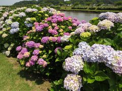 多古町散策・・日本寺あじさい庭園と栗山川あじさい遊歩道を訪ねます。