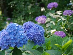 千葉県松戸市にある本土寺（あじさい寺）とフーテンの寅さんでお馴染みの柴又帝釈天のんびり散歩・・・♪♪