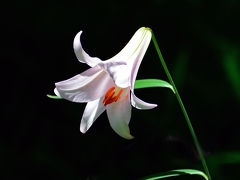 2017初夏に向かって咲く華・花達【その1 ササユリなど】