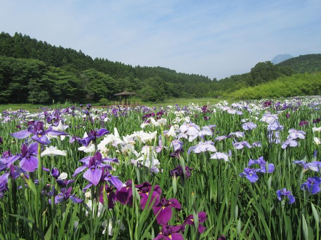 伝説の湖、神楽女湖は1万5千株のしょうぶが、ほぼ満開に咲き誇っていました。