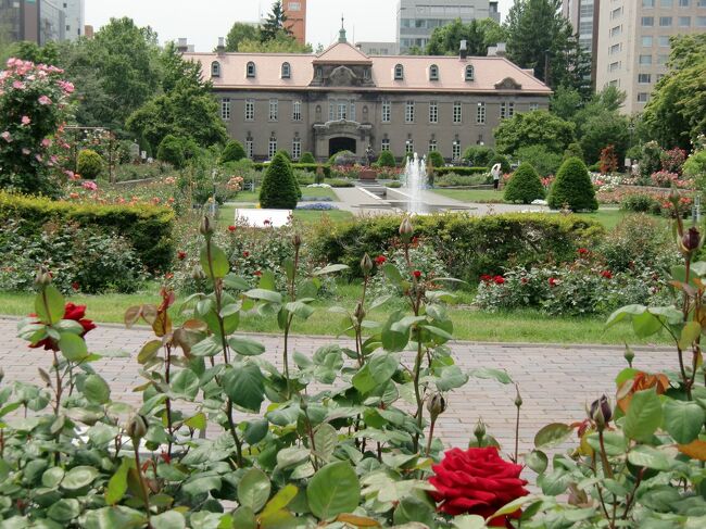 毎年楽しみにしている、大通公園西12丁目の「サンクガーデン」。<br />札幌市の中心大通公園に咲く薔薇の花々。<br />サンクガーデンは札幌の姉妹都市の薔薇で作られています。<br />札幌市資料館を正面に左側は「ミュンヘン」のドイツ。<br />右側は「ポートランド」のアメリカ。<br />