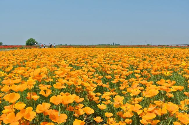 埼玉県鴻巣市で花まつりが行われており、日本一広いポピー畑と言われている馬室荒川河川敷(ポピー・ハッピースクエア)のポピーと麦なでしこ、花久(かきゅう)の里のバラを見てきました。<br />見渡す限りに広がる美しい花畑に感動しました。<br />各会場へは鴻巣駅から無料のシャトルバスがでていたので便利でした(土日のみ)。<br /><br />花を見た後は、近くにある鴻巣の名前の由来ともなった鴻神社と隣の北鴻巣駅にある氷川八幡神社、三ツ木神社の鴻巣三社を巡ってきました。