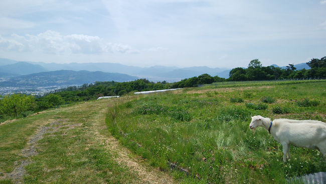 前日は雨の1日でしたが、今日は朝から快晴。長野の東御市（とうみし）和（かのう)にあるワイナリーは、上信越自動車道の東部湯の丸I.C.で下りてから、菅平方面へ10分ほど言ったところにあります。<br />2019年6月に再び、ヴィラ・デステ・ガーデンファーム＆ワイナリーでランチと美味しいワインを頂きました。<br />2年でヤギも少し大きくなっていました。