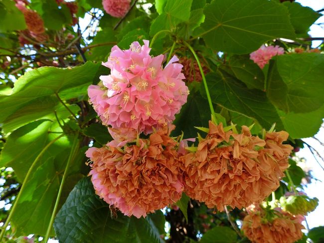 マデイラ植物園・色々な花々（ポルトガル）