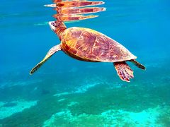 ２２．卒業旅行の沖縄 宮古島 アラマンダ２泊＋前・後泊　シギラビーチのスキンダイビングその２　シギラビーチに入っている複数の海亀　この日もウミガメと泳げました