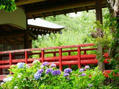 千葉松戸・1万株のアジサイが咲きそろう“本土寺(あじさい寺)”を訪れて