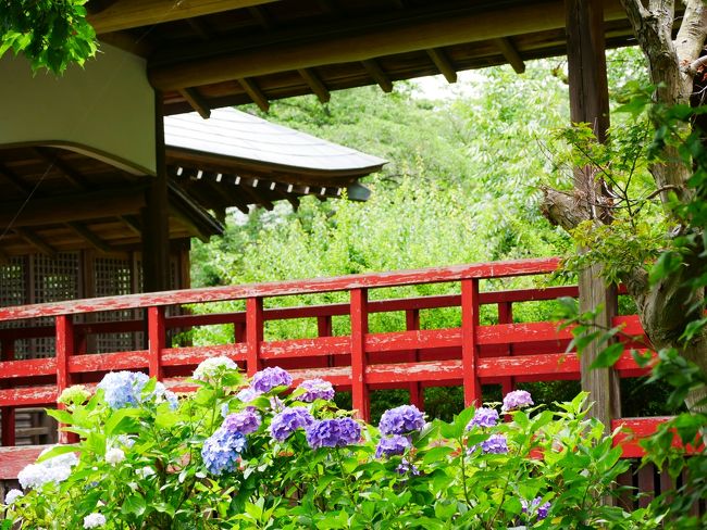 <br />梅雨の雨上がり、別名あじさい寺といわれる日蓮宗の名刹「本土寺の1万本のあじさい」が見頃を迎えたと聞き行ってみた。<br /><br />※関東の紫陽花 名所ランキング【2017】<br />【１位】箱根登山鉄道（神奈川県）<br />【２位】明月寺（神奈川県）<br />【３位】成就院（神奈川県）<br />【４位】高幡不動尊金剛寺（東京都）<br />【５位】本土寺（千葉県）　　(シーザー調べ)<br />