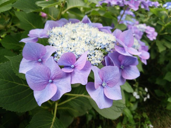 昨年は箱根に紫陽花を観賞に出掛けました。<br />今年はもっと近場で･･･、と考えた結果、<br />府中に出掛けることにしました。<br /><br />紫陽花だけじゃ物足りない、<br />地図を眺めていると、<br />サントリーのビール工場！<br />ということで、すでにインターネット予約は終了していたので、<br />電話で予約（空きがあれば、当日直接でも見学可のようです）<br /><br />京王線分倍河原駅、初下車～。<br />駅前でとんかつランチ、<br />シャトルバスに乗って、工場へ。<br />50分ほど工場見学して、20分の試飲。<br /><br />15分ほど歩くと、府中の森郷土博物館に到着。<br />途中、畑や養鶏場、お菓子工場がある。<br /><br />入館料200円を支払い、まずは博物館内へ。<br />思っていた以上、面白い展示があるが、<br />今日のお目当ては紫陽花。<br /><br />園内には紫陽花のほか、梅や桜、もみじ、<br />復元建物もあり、お散歩にもってこーい！<br /><br />近くに住んでいたら、楽しい街のようです。<br />そうそう、小さい頃、競馬場にも来た事があるし、<br />今度、馬の走る姿も見るのもいいかも。