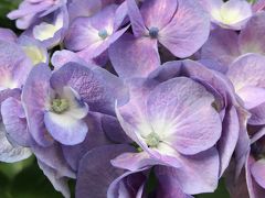 花物語　～初夏～　香りのライラックから 気ままな紫陽花へ…。