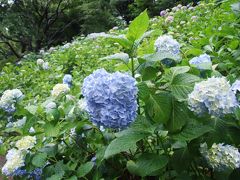 暑い夏がきました！涼と感動を求めて美術館～植物園へ！