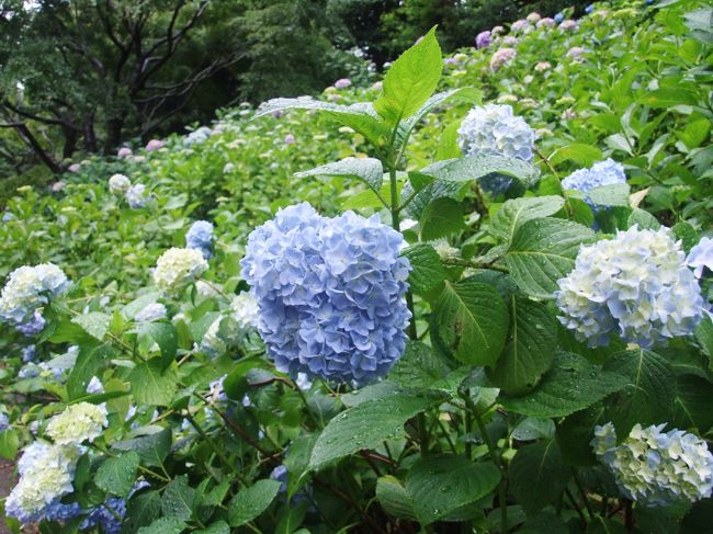 今年も暑い夏をむかえます。涼を求めると共に、神戸を主として美術館で展開されている著名な画家、芸術家の作品を観賞します！<br /><br />５月２１日（日）　大山崎山荘美術館　　　（京都・山崎）　　クロード・モネの睡蓮<br /><br />６月１１日（日）　神戸ファッション美術館（神戸・東灘）　　夢二ロマン<br /><br />６月１８日（日）　兵庫県立美術館　　　　（神戸・灘）　　　ベルギー奇想の系譜展<br /><br />６月２５日（日）　神戸市立森林植物園　　（六甲山系）　　　　森の中のあじさい散策<br /><br />７月　５日（水）　神戸市立博物館　　　　（神戸・三ノ宮）　遥かなるルネサンス<br />                                                                                                           天正遣欧少年使節がたどったイタリア<br /><br /> 表紙は、神戸市立森林植物園のアジサイ　<br /><br />