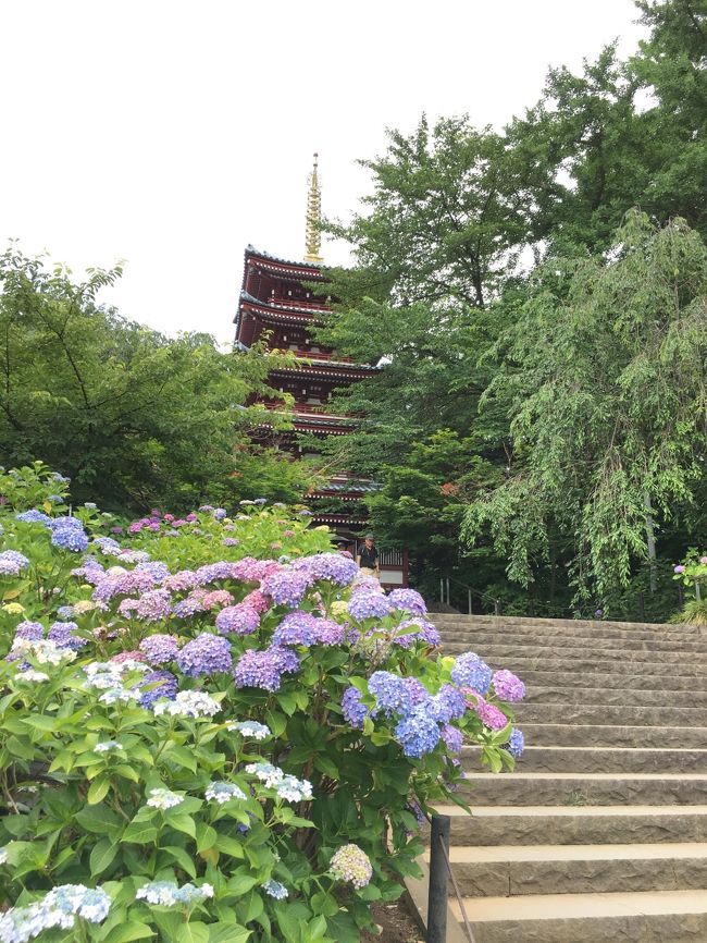 ようやく梅雨らしくなってきた関東。<br />まさかの2週連続であじさい1万株を見にやってきました。<br /><br />今回は2歳半の娘連れ。<br />これまでマンツーで出かけることはあっても途中で友達や親と合流したりで、<br />完全にマンツーで長時間出かけるのは初めて。<br /><br />育児力が低いので、子連れ旅行されてる方すごいなーといつも思ってました。<br />マンツーだと大人がトイレ行くことができないし、<br />正直私のほうがオムツしたいくらいww<br />まあでもなんとかなりました。<br /><br />カメラなんてもちろん余裕ないから今回スマホのみです。<br /><br />あじさい寺と呼ばれる松戸の本土寺は、見ごろを過ぎそうかな?という具合。<br />公式→http://www.hondoji.net/<br />広いので娘を放牧(!)するのにちょうどよくのんびりできました。<br /><br />流山では新撰組の足跡を訪ねて。<br />ちょっと寄るつもりが、ボランティアガイドの方にいろいろ案内していただき、<br />予定外に流山を楽しむことになりました。