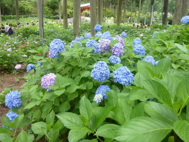 三室戸寺　あじさい園　2017