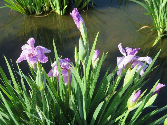 花菖蒲が咲き乱れているという東村山の北山公園を訪ねました。<br /><br />北山公園は、狭山丘陵を背景にした自然公園で、新東京百景に選ばれています。梅雨入り前に北山菖蒲園ぶら歩きです。<br /><br />菖蒲園散策前に　家庭懐石「三澤 （みさわ）」でランチをいただきました。