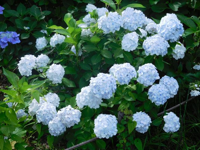 今年（2017年）の梅雨の時季は不思議と土曜日が晴れます。今日も真夏のような晴天と暑さ。満開のあじさいもしばらく見ていないので、都内屈指の名所である府中市郷土の森へ行きました。広範囲にわたって何種類、何色もの満開のあじさいを見て癒されました。<br /><br />---------------------------------------------------------------<br />スケジュール<br /><br />　6月24日　自宅－JR府中本町駅－（徒歩）府中市郷土の森博物館　あじさい観光　－（バス）分倍河原駅－自宅