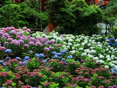 京都　紫陽花めぐり～岩船寺、三室戸寺