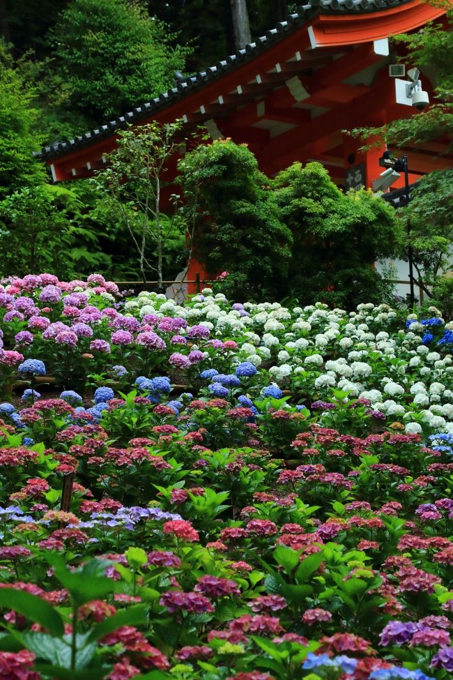 今週の紫陽花は京都南部へ。<br /><br /><br />岩船寺（がんせんじ）<br />三室戸寺（みむろとじ）