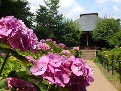 花の寺　松戸・本土寺　あじさい散歩