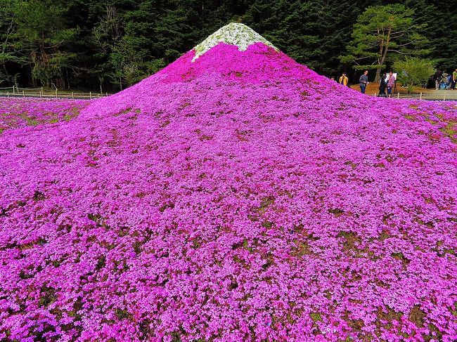 GWの北海道旅行から1週間、大型連休後の最初の休日は人の出足も鈍るとかで今回は週末平日の金曜日から毎年恒例の分杭峠に今年もパワー充電へと出掛けました。<br />金曜出発だったので行く途中で山梨の富士山麓で開催中の富士芝桜まつりにも立ち寄り、掲載流行の去った(笑)いまごろUPさせて頂きます(^^ゞ<br />来年の参考によろしければどうぞ！<br /><br />■日程とコース<br /><br />5/12（金）自宅⇒富士芝桜まつり⇒分杭峠⇒上諏訪温泉ＲＡＫＯ華乃井ホテル <br />5/13（土）ホテル⇒プリンス＆スカイラインミュウジアム⇒帰宅<br /><br />2017富士芝桜まつり<br /><br />http://www.shibazakura.jp/<br /><br />https://www.youtube.com/watch?v=SECyRjYBr1I<br /><br />■旅行記　2017春の充電<br /><br />Part2：8回目の分杭峠で初めてシャトルバスを利用してみた<br />http://4travel.jp/travelogue/11257128<br />Part3露天風呂から諏訪湖が望める上諏訪温泉　ＲＡＫＯ華乃井ホテル<br />http://4travel.jp/travelogue/11257462<br />Part4：名車スカイラインの偉大さを感じたプリンス&amp;スカイラインミュウジアム<br />http://4travel.jp/travelogue/11257526<br /><br />