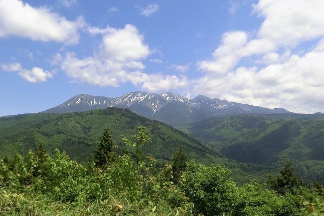 6月17日（土）と18日（日）の一泊二日で、高山市の「くるみ島キャンプ場」へ一人で行ってきました。例年この時期（現地では野鳥の繁殖期）に単独で、時にはグループで行っているお気に入りのキャンプ場です。<br /> <br />名古屋市から国道41号線を高山に向かって走ります。岐阜県七宗町の道の駅ではそばを流れる飛騨川の両岸の岩に間にイワツツジが延々とどこまでも咲いているのが見えました。下呂温泉を過ぎて飛騨小坂から濁河（にごりご）温泉の道標に従って山道に入ります。この山道は御嶽パノラマラインと言われていて展望が最高です。山道に入るとすぐエゾムシクイの「ヒーツーキー」という甲高い鋭い声で感激します。御嶽展望台があり、そこから見る御嶽山は雄大です。噴煙が白く立ち上っているのがはっきり見えます。土曜日は晴天でした。<br /> <br />家を出てから5時間半ほどでキャンプ場に到着。昔からの知り合いである管理人の中島さん夫妻が笑顔で迎えてくれました。1年ぶりの再会を喜び合いました。森林学校（という名前の建物。昔は学生などの団体が泊まった建物で、現在は物置として使われている）の端にある元の管理人室をわたしは例年使わせてもらって泊まっています。テントサイトにはテントが３つ設営されていてすでに食事の支度をしているキャンパー4人にあいさつしました。わたしも昔はテントを持参して泊まったものですが、今は簡単な宿泊方法をとっています。わたしの部屋には電気がきているので、ガスバーナーではなく電気ポットで簡単に湯が沸かせて便利です。午後4時を過ぎると気温が下がってきます。その前に探鳥をと、場内を歩き回ったり展望台に上がったりしました。場内で見たり聞いたりした鳥は以下の通りです。<br />エゾムシクイ、メボソムシクイ、センダイムシクイ、ミソサザイ、コルリ、ルリビタキ、ホシガラス、ツツドリ、ウソ、カッコウ<br /> <br />植物はといえば、ゴゼンタチバナが咲き始め、ベニバナイチヤクソウも咲き始め、エンレイソウも咲き始め、マイヅルソウはまだ咲かず、ヤグルマソウはまだ葉が小さく、ズダヤクシュも咲き始めという状態で、管理人さんの話では積雪の多さと春の低温続きで花期が例年より遅れているということでした。探鳥で訪れる人もたまにいるとのことで、かれらの話から今年は夏鳥の飛来が遅いか少ないと管理人の中島さんが言っていました。春の長雨の影響で渡りがうまくできなかった可能性があります。<br /> <br /> 午後7時までに食事を済ませて、読書を少ししていると寒くなってきました。寝袋に入って寝ることにしました。夜中には寒くて目が覚めました。うとうとと寝ていると突然近くで「ジューイチ、ジューイチ」の大声がして目が覚めてしまいました。カッコウの仲間であるジュウイチは、昼間は鳴かなかったくせに、夜は元気に飛び回っているようです。でも真っ暗な中でよく飛び回れるものです。<br /> <br />翌朝午前4時ごろにはものすごい種類と数の鳥が鳴き始めます。これで完全に目が覚めて起床です。寒いのでフリースのジャケットを2枚（！）着て探鳥開始です。再度展望台に上がると曇り空ですが御嶽山や乗鞍岳がきれいに見えます。展望台の周囲のコメツガが伸びて目の高さと樹冠のタカさが同じぐらいになっています。もうちょっと木が低いといいのですが。ここで観察した鳥は以下の通りです。<br />カッコウ、ホトトギス、ジュウイチ、ルリビタキ、メボソムシクイ、エゾムシクイ、ヒガラ、ビンズイ、ミソサザイ、ウソ、コマドリ、ホシガラス、アオバトなど。その他、声を聞いても分からない鳥もいました。<br /> <br />午前9時ごろには鳥の声も減ってきたので、帰宅の準備を始めました。帰路は開田高原経由で国道19号線を下ります。開田高原までの途中で子ギツネが車にはねられた現場を通りました。木曽町を通りかけると、手書きの看板「けやきの湯」を見つけてその温泉に入ることにしました。幸い他には客がなかったので、広い湯船にゆったりと浸かり、疲れを癒しました。ひなびた温泉宿で、昭和の雰囲気が残っています。温泉を出ると裏に川があり、川を見ていくことにしました。すると目の前をヤマセミが飛んでいくのを発見。興奮しました。アカゲラが温泉のすぐ裏の木にとまって鳴いていました。上空をサンショウクイが鳴きながら飛んでいきます。のどかないいところです。<br /> <br />キャンプ場で採ったウド、途中の道の駅で買ったワラビが今日のおみやげです。