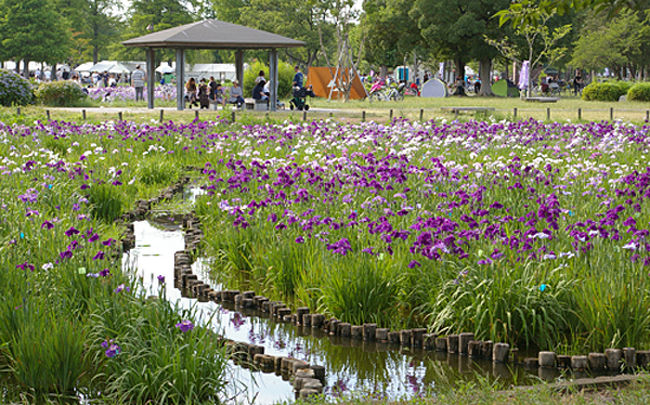 何年か前に行ったことのある水元公園。<br />菖蒲と紫陽花が咲いているとのことで出かけてみることにしました。<br />堀切菖蒲園と迷ったのですが、葛飾菖蒲まつりとしてシャトルバスが出ていました。<br />思いつきで外出したので情報収集が甘かったようです。<br /><br />水元公園<br />http://www.tokyo-park.or.jp/park/format/index041.html<br /><br />平成29年度 葛飾菖蒲まつり<br />http://www.city.katsushika.lg.jp/tourism/1000064/1011044.html