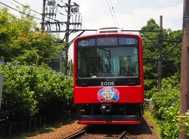 箱根登山鉄道の箱根あじさい電車に乗って、あじさいを見てきました。<br />ちょうど見頃でしたが、いい天気になりました。暑そう（うーん。。。）<br />見頃のあじさいにペットボトルのお水をかけてあげたい気持ちになりました♪<br /><br /><br /><br />