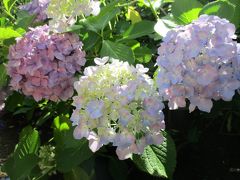 間に合った　あじさい祭り　☆彡　八景島　❁❀✿✾なんと2万株のあじさい.。・*゜*