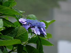 雨上がりの旧芝離宮恩賜庭園　下　紫陽花の花の優しさ