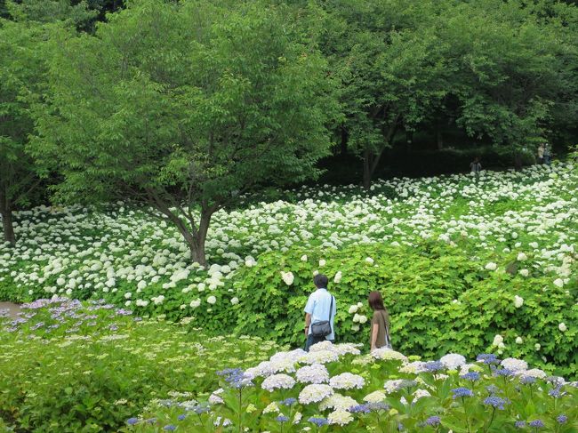 相模原北公園　あじさい散歩<br /><br />市立相模原北公園は、雑木林の中の公園のような造りになっています。<br />梅・アジサイ・花菖蒲・薔薇など四季折々の花が広範囲にわたって数多く植えられているので、一年を通じて楽しむことができます。<br /><br />白いアナベルの群生は素晴らしいく見事でした。<br />その他のアジサイは見ごろを過ぎた花が多く、ちょっと残念でした。