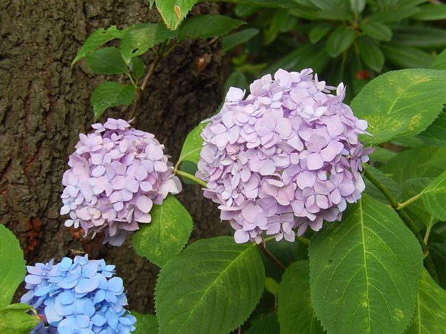 6月22日、午後1時過ぎに東御苑に入ってから、二の丸庭園での花菖蒲や二の丸雑木林でのオカトラノオ及びノリウツギ等を見た後、本丸の方へ移動した。 まず、天守台に上り、天守台より見られる風景を写真撮影した。 その後、本丸の周辺の通りを富士見多聞、松の廊下跡、野草の島と回って初夏に咲く紫陽花、ノリウツギ、リョウブ、ガクアジサイ、ホタルブクロ、ムラサキシキブ等を見た。<br /><br /><br /><br />*写真は富士見多門付近の紫陽花