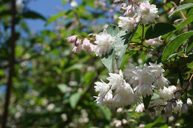 卯の花が満開との情報を仕入れ、初めて見に行って来ました。<br /><br />過去の大阪・住吉区散歩記<br /><br />関西散歩記～2014 大阪・大阪市住吉区編～<br />http://4travel.jp/travelogue/10978051<br /><br />大阪まとめ旅行記<br /><br />My Favorite 大阪 VOL.4<br />http://4travel.jp/travelogue/11242529<br /><br />My Favorite 大阪 VOL.3<br />http://4travel.jp/travelogue/11152287<br /><br />My Favorite 大阪 VOL.2<br />http://4travel.jp/travelogue/11036195<br /><br />My Favorite 大阪 VOL.1<br />http://4travel.jp/travelogue/10962773