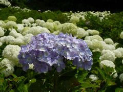 荻窪公園のアジサイ_2017_開花しているが花数少ない。（群馬県・前橋市）