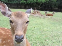 Day1 奈良・京都　小鹿公開という四字熟語の誘惑