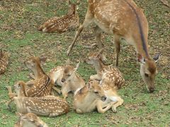 Day3 奈良・京都　バンビちゃんズとツキちゃんと旅の二大目的達成の日