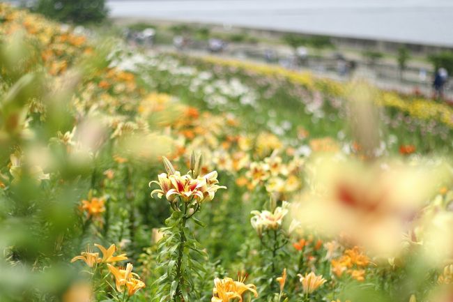 大阪初夏の風物詩、舞洲ゆり園に行ってきました。<br />ちょっと遅かったのか、満開のピークは過ぎていたようで、しぼんでいるゆりがかなり多かったのが少し残念でした。<br />きれいな花だけを選んでフレーミングするのはなかなか難しかったけど、ゆり、海、気球、そして花を愛でる人々を撮影するのはとっても楽しかった。<br />来年はもう少し早いタイミングで行こうと思います！