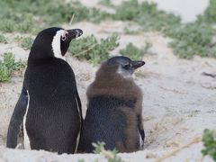 アフリカの大自然