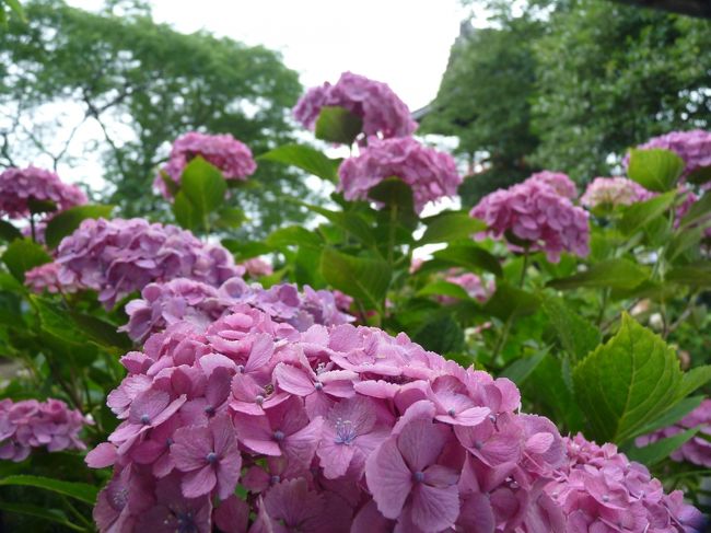 能護寺のアジサイ_2017（2）_花は残っていますが見頃は過ぎています。（埼玉県・熊谷市）