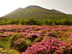 【登山】高千穂峰　ミヤマキリシマの大群生