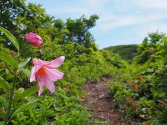 ヒメサユリ咲く浅草岳