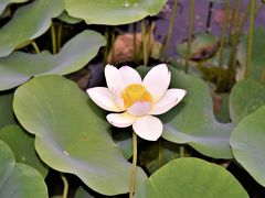 長居植物園